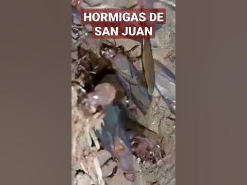 CHICATANAS LAS HORMIGAS DE SAN JUAN ANUNCIAN EL INICIO DE LA TEMPORADA