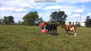 Cows Playing Soccer