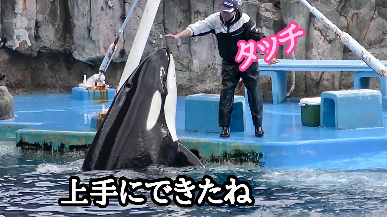 シャチのリンちゃん トレーニングが上手にできました【名古屋港水族館