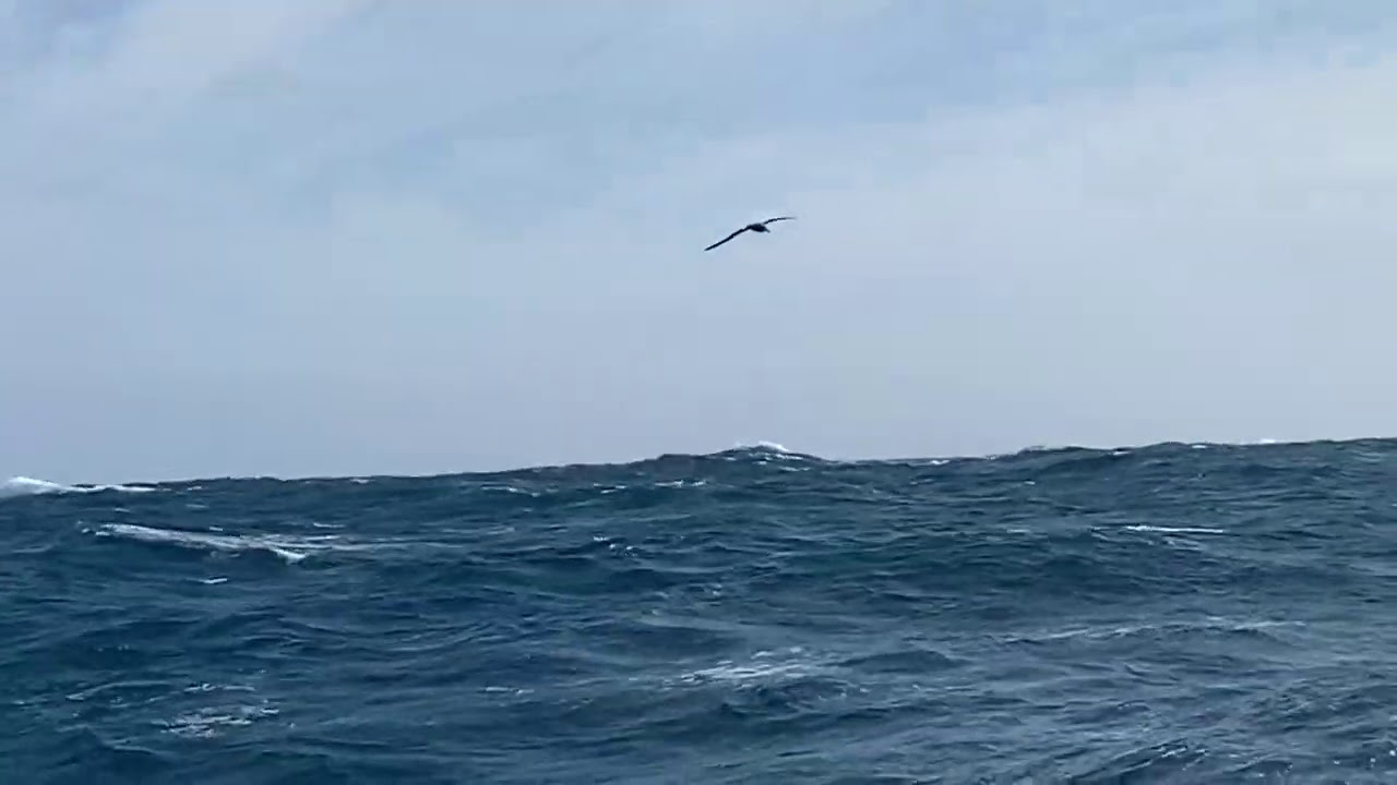 ⁣Day 57 - The Albatross's flight around Seaexplorer - Yacht Club de Monaco