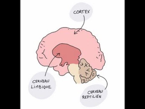 Cortex, limbique et reptilien