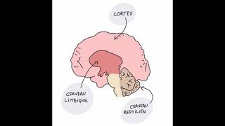 Cortex Limbique et Reptilien