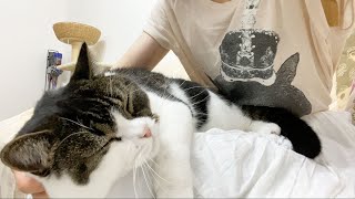 🐈夜になると超甘えん坊になる息子猫が離れなくなりましたw