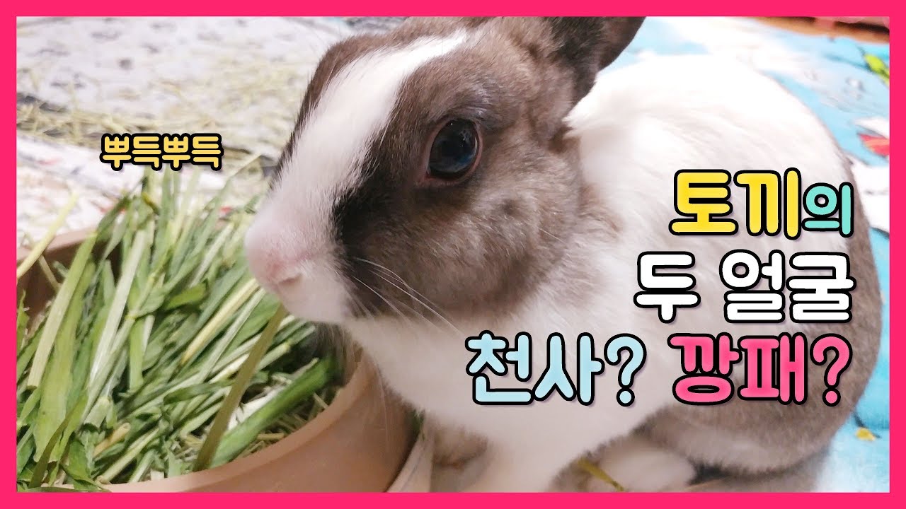 🐰토끼 코난의 두 얼굴, 천사? 깡패?👹K-Rabbit Conan's two faces, an angel? A gangster ...