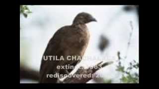 Lazarus Taxon: Rediscovered Extinct Animals!