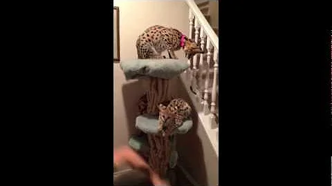 Watch the video about Domesticated Servals photo shoot.