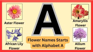 Aster Flower, Anthurium Flower, African Lily Flower, African Daisy, etc - Flowers Name On Alphabet A