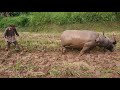 Plowing Fields With Buffaloes in Vietnam | Vietnam Village