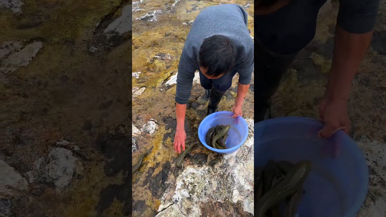 Fishing Rod | Fishing Videos | Fishing Trout | Fishing in River | Fishing in Japan 