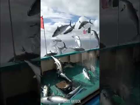 Miles de pascados sorprenden a un bote