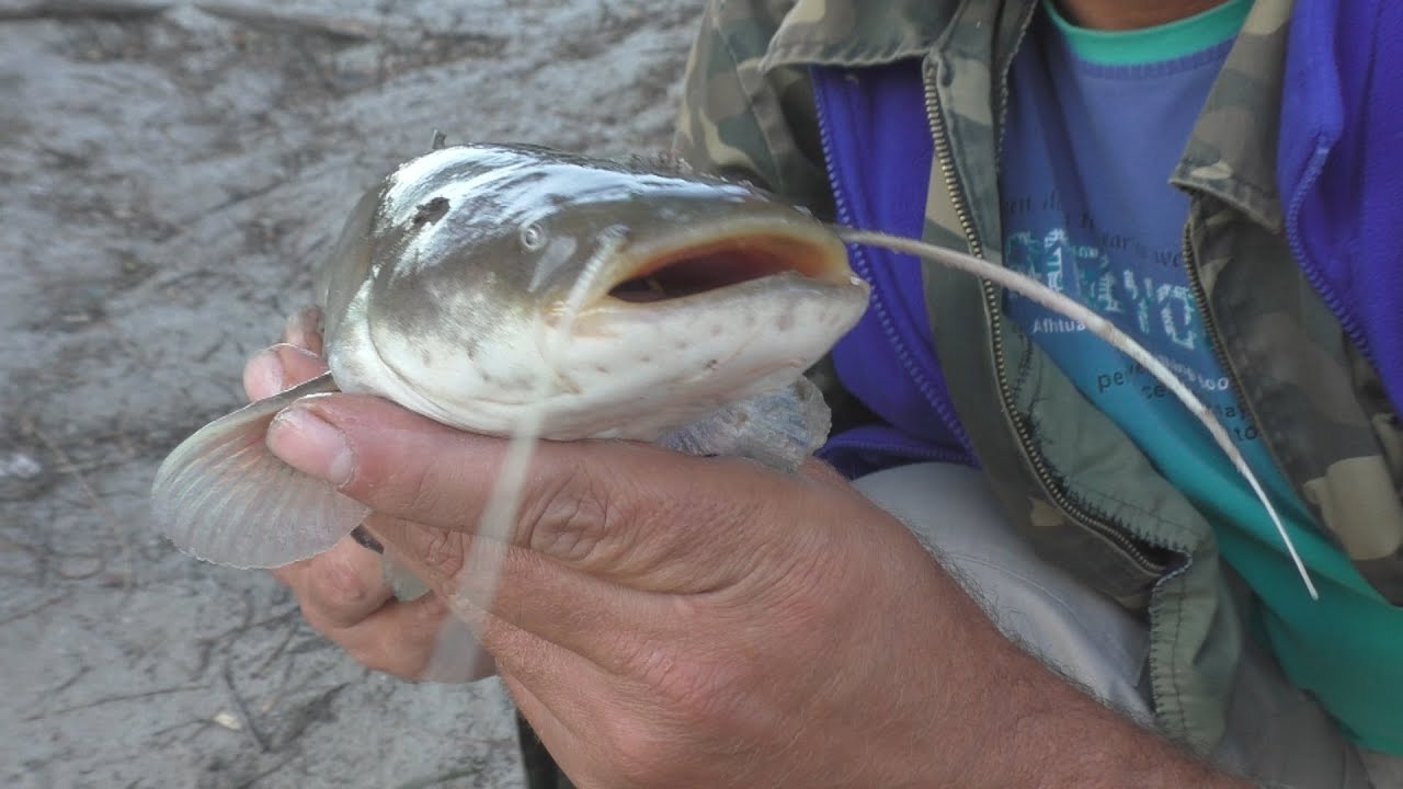 Рыбалка. Забагрил сома за спину. My fishing.