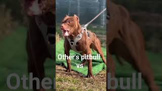 “Same breed, different personality 😭✨" #trending #dog #dogshorts #hola #cutepitbull