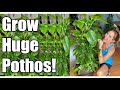 Secrets to Growing Giant Pothos! | Pothos Up-Potting & Re-potting | Pothos Care Guide | Devil's Ivy