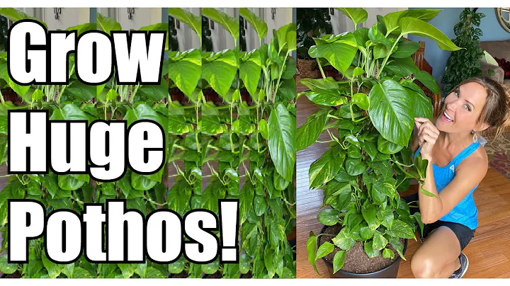 Secrets to Growing Giant Pothos! | Pothos Up-Potting & Re-potting | Pothos Care Guide | Devil's Ivy - DayDayNews