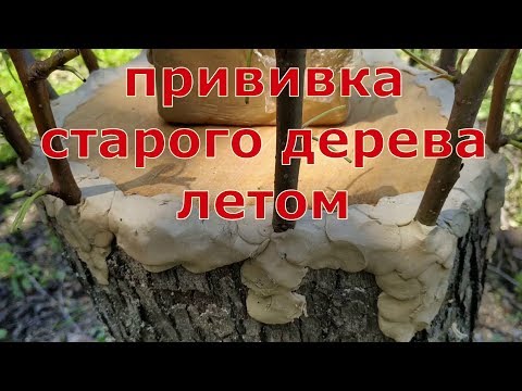 grafting an old pear tree. прививка взрослой груши