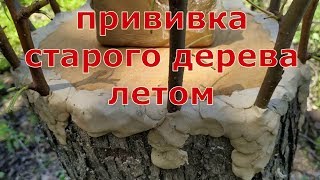 grafting an old pear tree. прививка взрослой груши