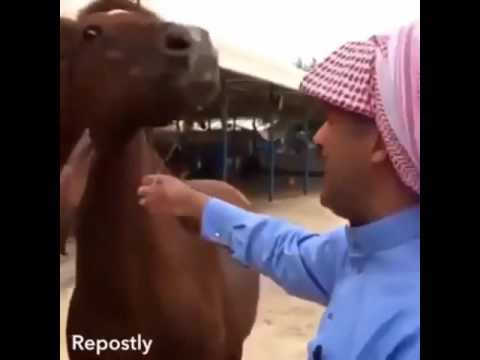 أصالة الخيل البحرينية
