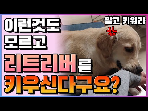 골든 리트리버를 키우기전 꼭 봐야 할 영상 두번째!!!