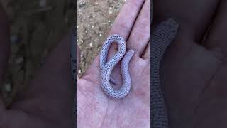 Zarudny's Worm Lizard