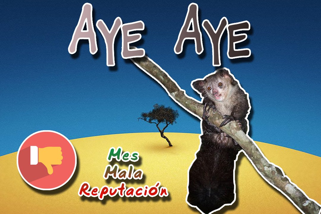 Aye aye | The Devil of Madagascar | (Animal World) | Month disreputable | habitat de las aves