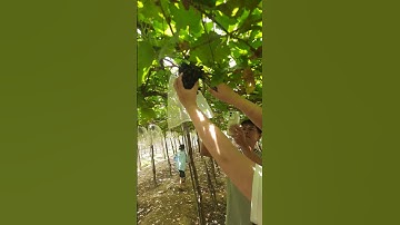 Phải cắt 2 lần chùm nho mới đứt #grape #nho #nhoninhthuận #anhhainho