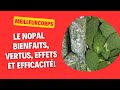 Le nopal  bienfaits vertus effets et efficacit