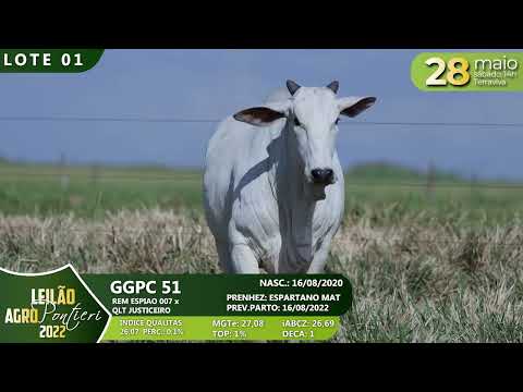 LOTE 01   GGPC 51