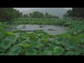 [Rain Sounds] 연꽃 연못에 가을비가 내리면, 그대 향한 그리움은 더해가네. Autumn Rain on Lotus Pond