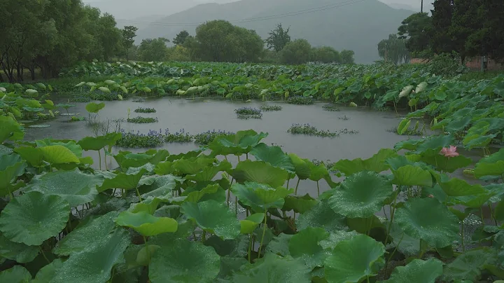 [Rain Sounds] When the autumn rain falls on the lotus pond, my longing for you increases. - DayDayNews