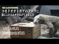 【東山動植物園公式】タロウに箱に入れたエサをあげてみました《 コモドオオトカゲ　コモドドラゴン　トカゲ　爬虫類 》