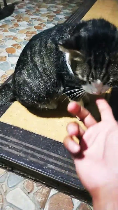 super montok 😅 #funny #cats #cutecat