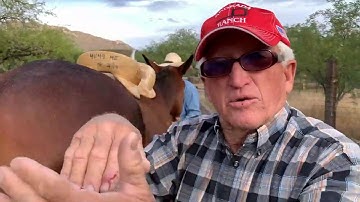 Saddles 101, Mule Shape, and Adjust Britchen