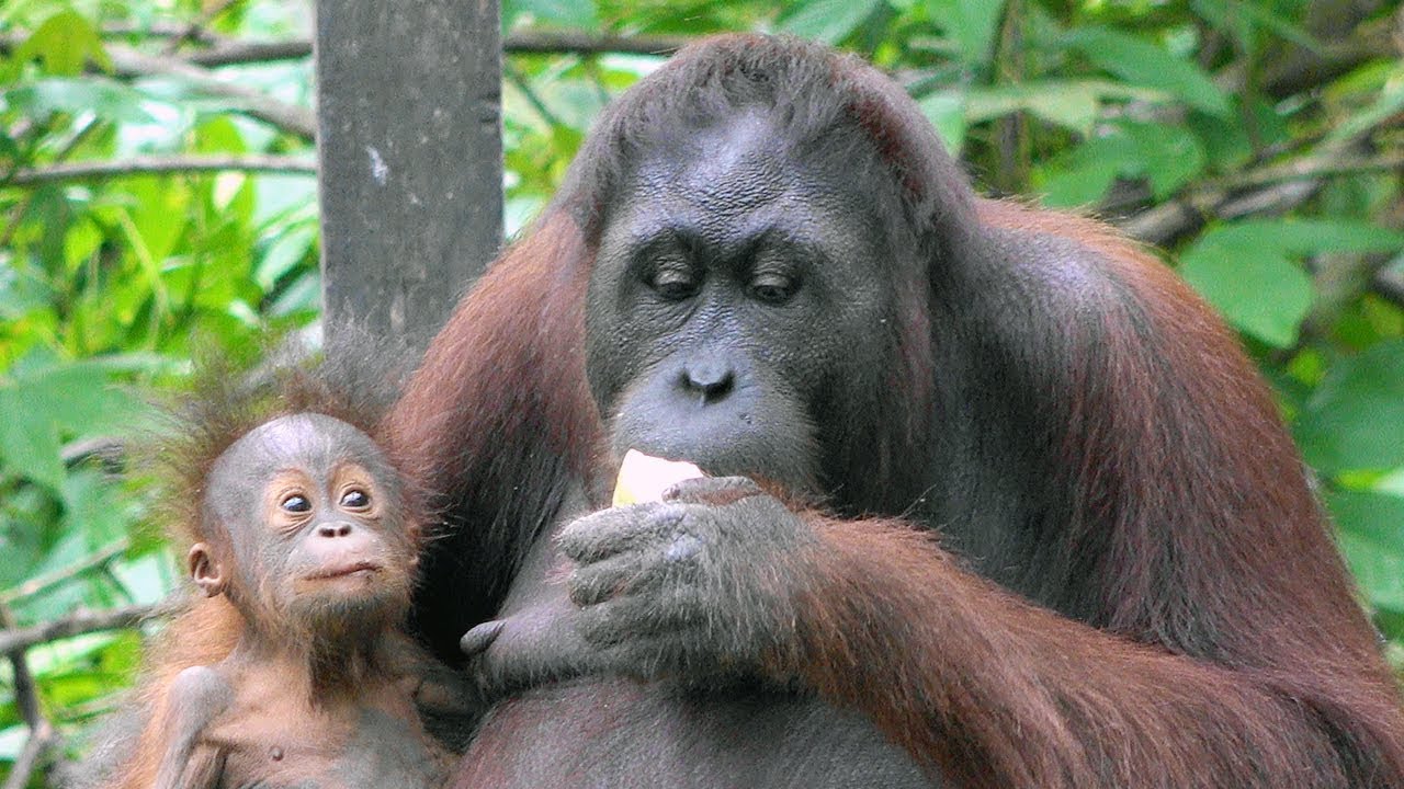 Mom Baby Orangutan Feeding  Time At Sepilok Orangutan  