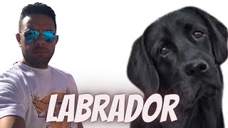 جراوى Labrador | من أذكى كلاب العالم