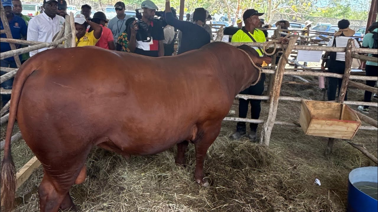 Denbigh Agricultural Show 2025 | Jamaica’s Biggest Agricultural Event 🇯🇲