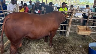 Denbigh Agricultural Show 2025| Jamaica’s Biggest Agricultural Event ,Denbigh 2026 will be bigger
