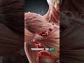 Skipping Breakfast Daily: The Hidden Biological Effects #humananatomy #breakfast