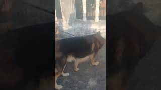 newsong song punjabisong music dog jacky germanshepherd jack doglover