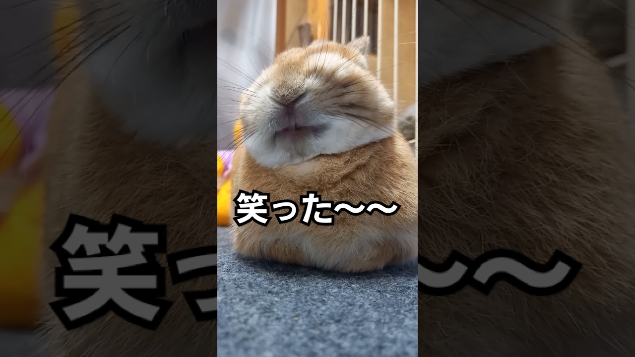 笑うウサギ】うさぎのお笑い劇場♪楽しすぎる表情がこちら！ #うさぎ