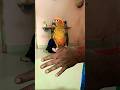 #comedy #funny #parrot #talkingparot #birdsounds #birds