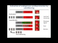 Translating remote ischemic conditioning into the clinical setting of STEMI