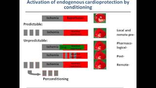 Translating remote ischemic conditioning into the clinical setting of STEMI