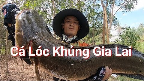 CÙNG HVA FROG CHINH PHỤC CÁ LÓC VIỆT NAM P10 câu cá lóc Snakehead fishing ✅