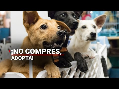 Video: Esta importante ciudad acaba de prohibir las tiendas de mascotas que venden perros y gatos no rescatados