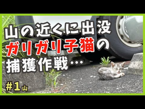 【保護 ガリガリ猫】必死の捕獲作戦…やせ細った子猫を緊急保護!【謎の天然娘・山1】/ Kitten emergency protection