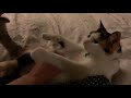 Cute calico cat gets belly rubs