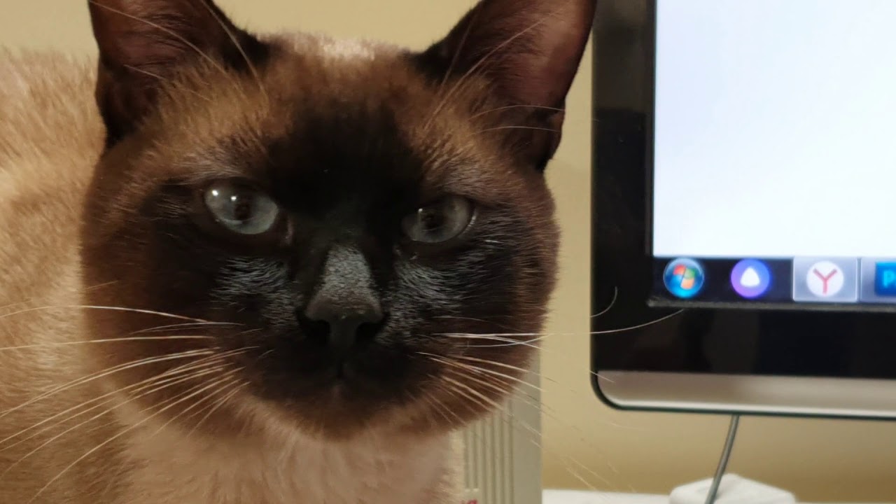 Котоблог дзен