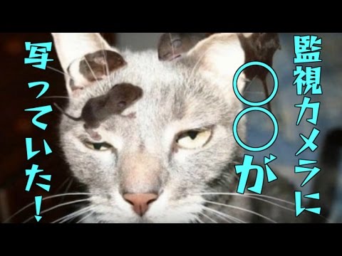 【衝撃】姪が万引きしたと店から連絡！→姪「私はやってない泣」店「防犯カメラに写ってますから」→映っていたのはなんと・・・！