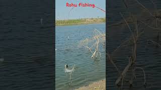 Rohu Fishing #shorts #youtubeshorts