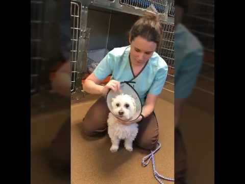 VTHT 1314 AVMA Surgical Video